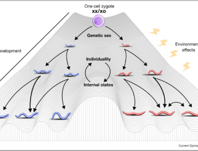 Simple nematodes can produce a wide variety of behaviors