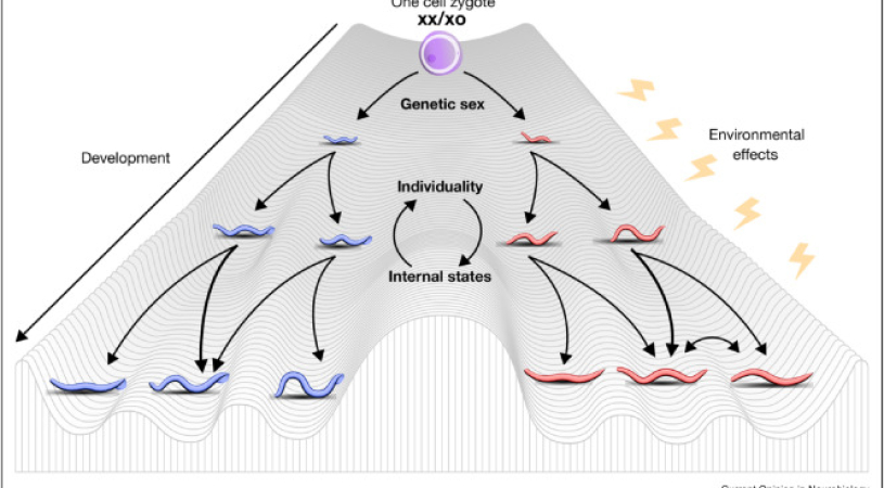 Simple nematodes can produce a wide variety of behaviors