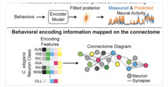 How do neurons across the brain control behavior?